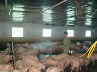 Thuốc khử mùi hôi chuồng lợn uy tín
