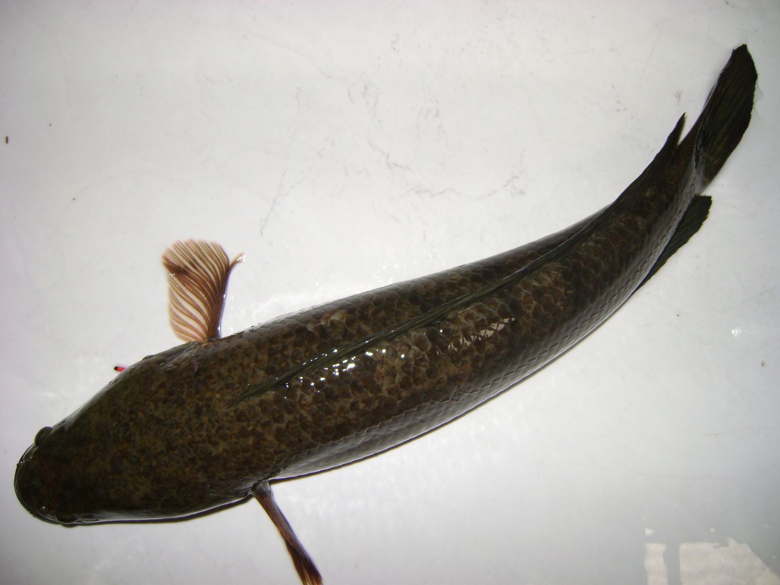 c&aacute; l&oacute;c