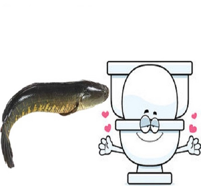 Dùng cá lóc thông bồn cầu